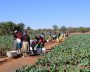 Khomonani Women's Garden